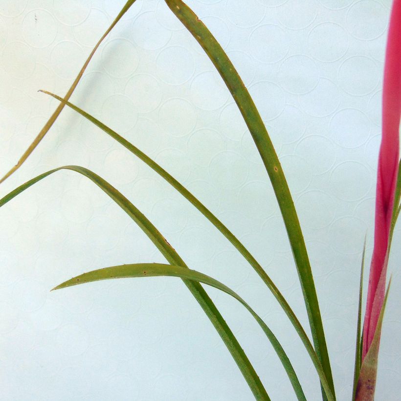 Billbergia nutans (Foliage)