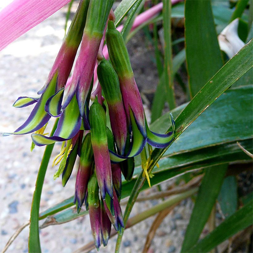 Billbergia nutans (Flowering)