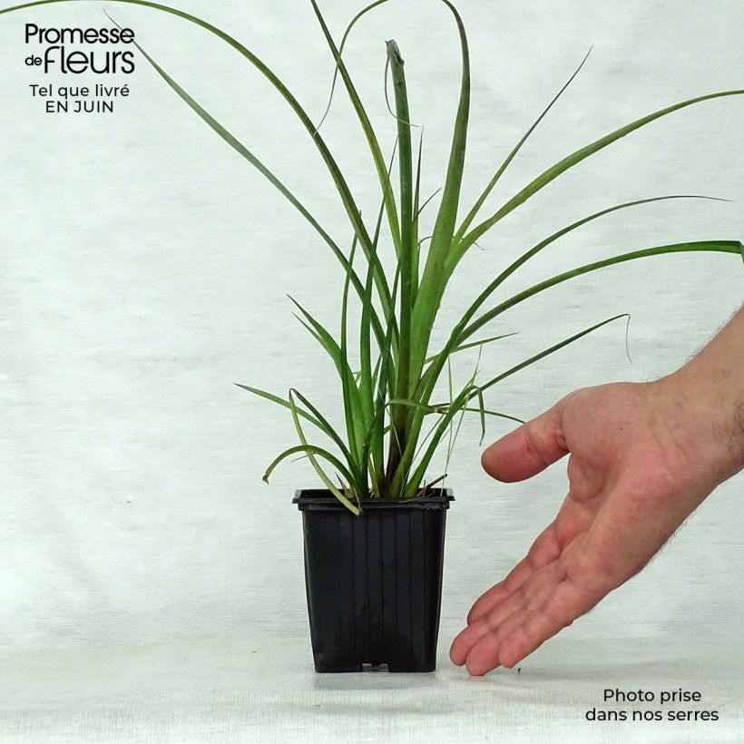 Billbergia nutans 7/8 cm pot sample as delivered in summer