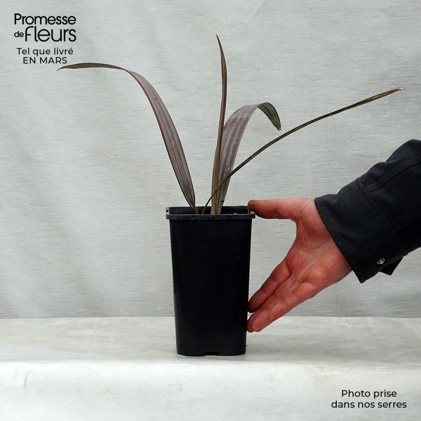 Bismarckia nobilis - Bismarck Palm 12cm pot 20/30cm sample as delivered in spring
