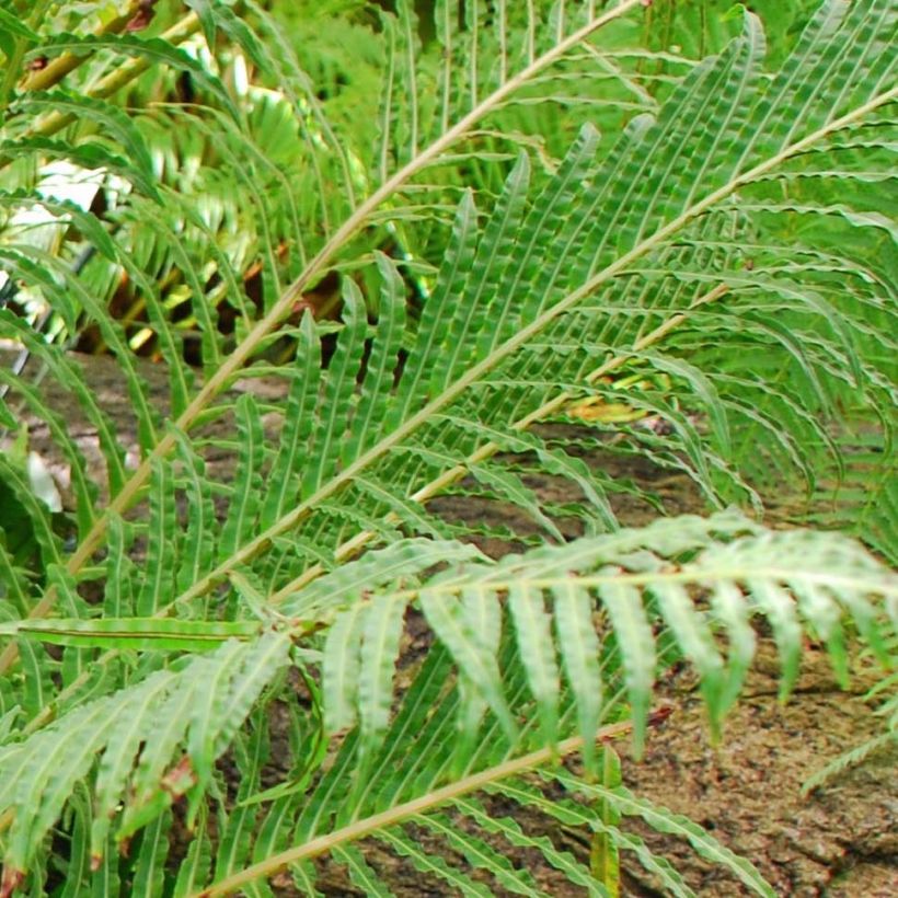 Blechnum brasiliense Volcano - Red Brazilian Tree Fern (Foliage)