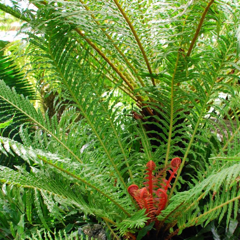 Blechnum brasiliense Volcano - Red Brazilian Tree Fern (Plant habit)