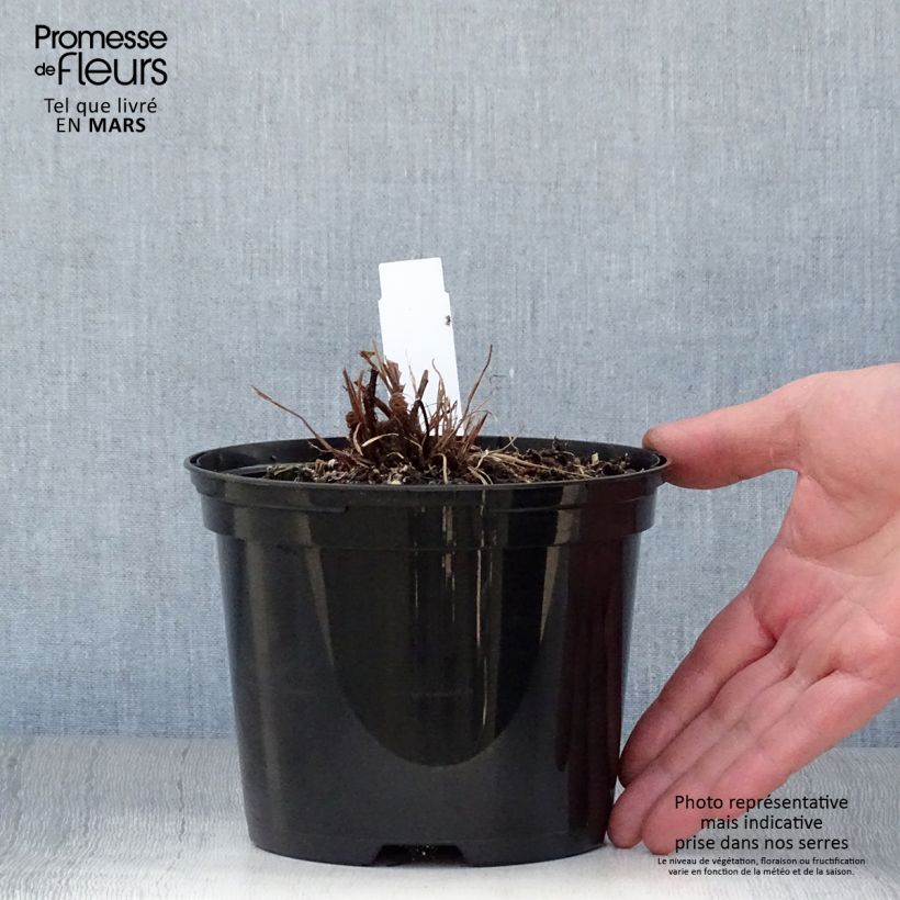 Blechnum brasiliense Volcano - Red Brazilian Tree Fern 2L/3L pot sample as delivered in spring