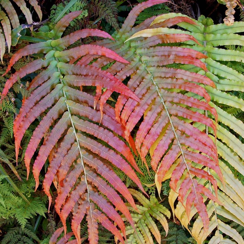 Blechnum novae-zelandiae - Kiwi Hard Fern (Foliage)