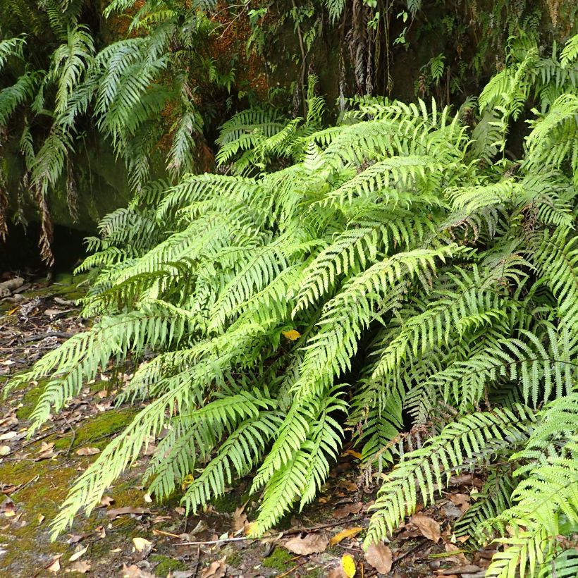 Blechnum novae-zelandiae - Kiwi Hard Fern (Plant habit)
