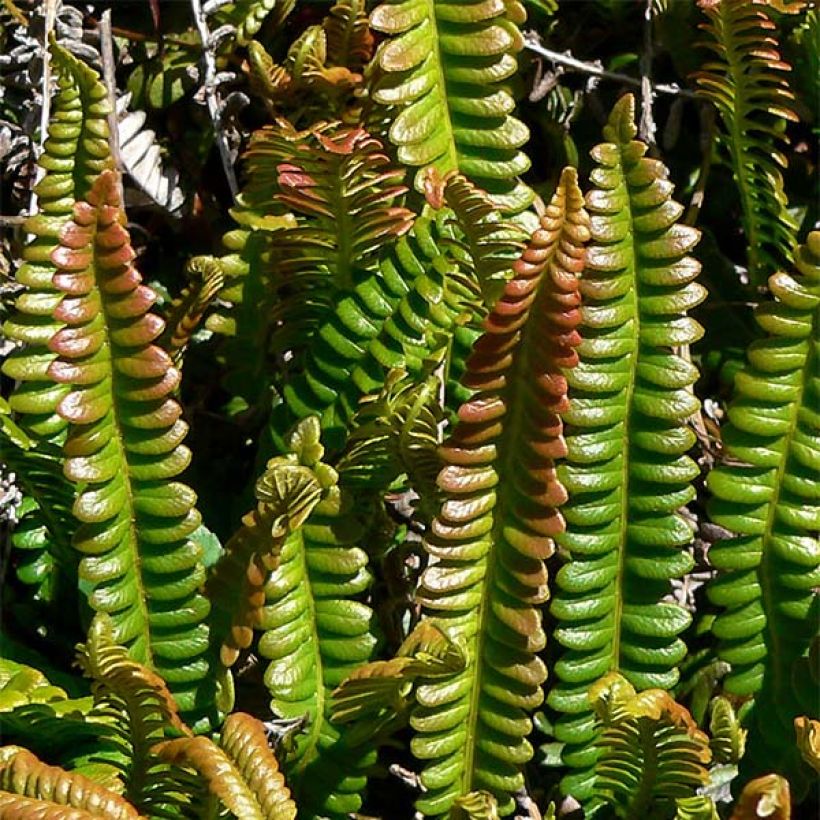 Blechnum penna-marina - Alpine Water Fern (Foliage)