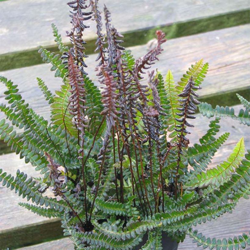 Blechnum penna-marina - Alpine Water Fern (Plant habit)