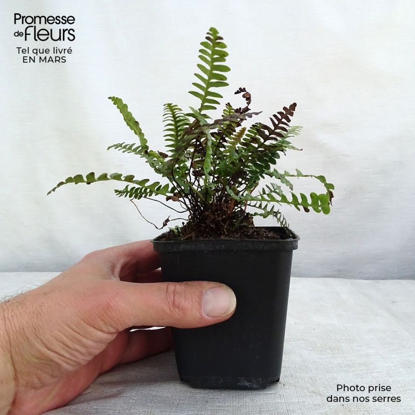 Blechnum penna-marina - Alpine Water Fern 8/9 cm pot sample as delivered in winter