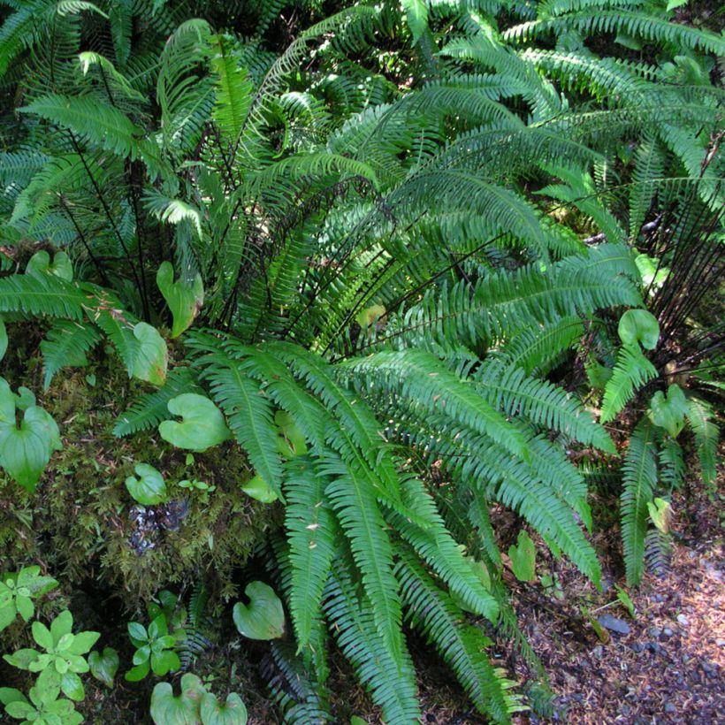 Blechnum spicant - Hard Fern (Plant habit)
