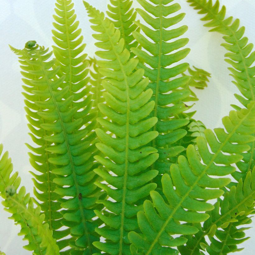 Blechnum spicant - Hard Fern (Foliage)