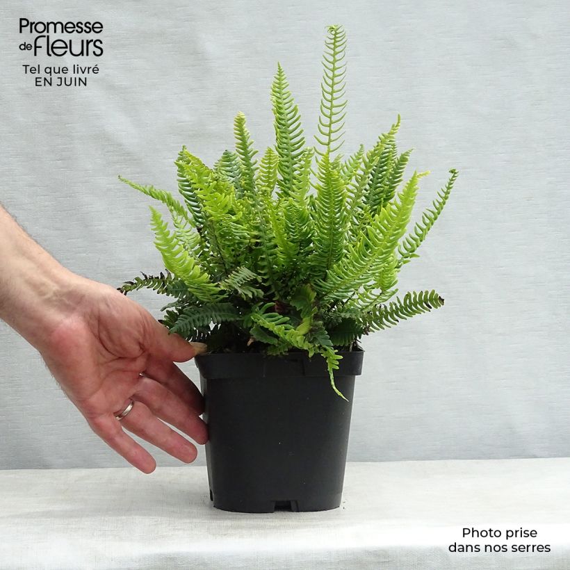 Blechnum spicant - Hard Fern 8/9 cm pot sample as delivered in summer