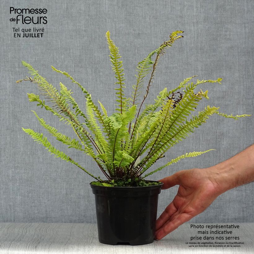 Blechnum spicant - Hard Fern 2L/3L pot sample as delivered in summer