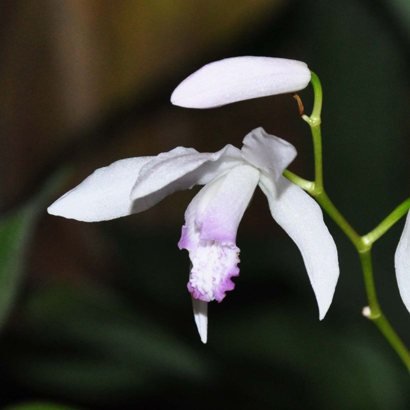 Bletilla striata Kuchi-beni - Hyacinth orchid (Flowering)