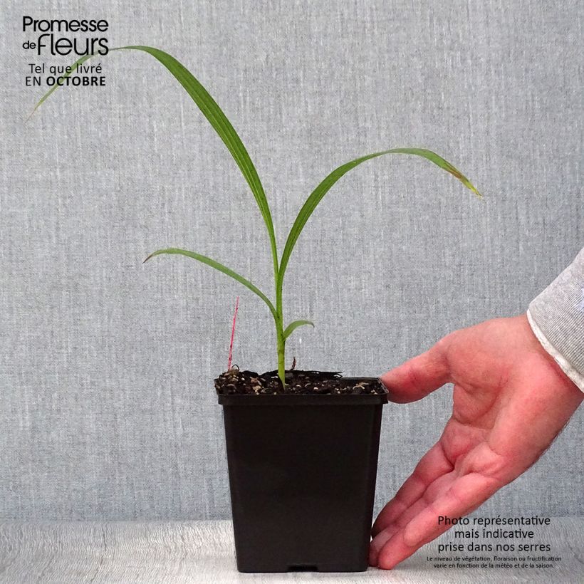 Bletilla striata Kuchi-beni - Hyacinth orchid 8/9 cm pot size I sample as delivered in autumn