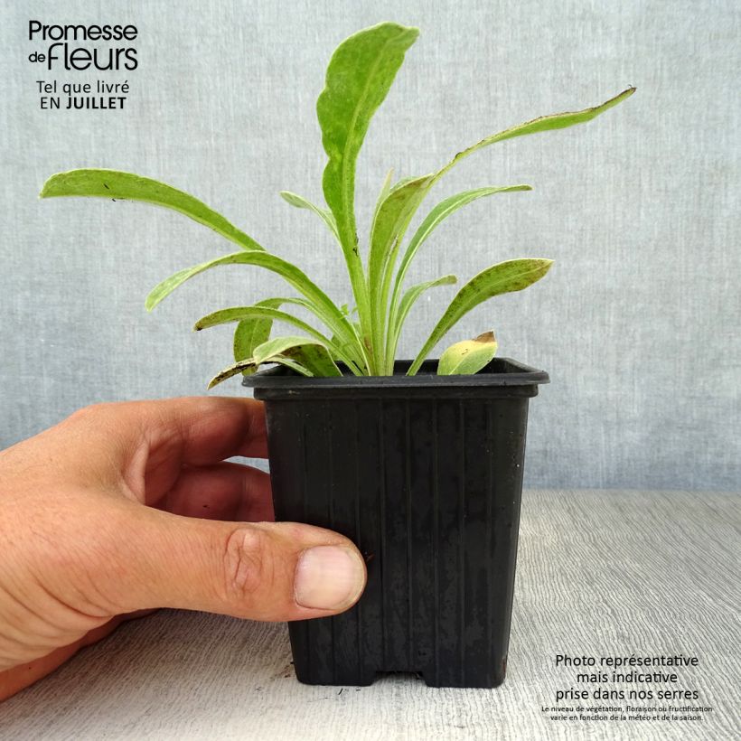 Centaurea montana 7/8 cm pot sample as delivered in summer