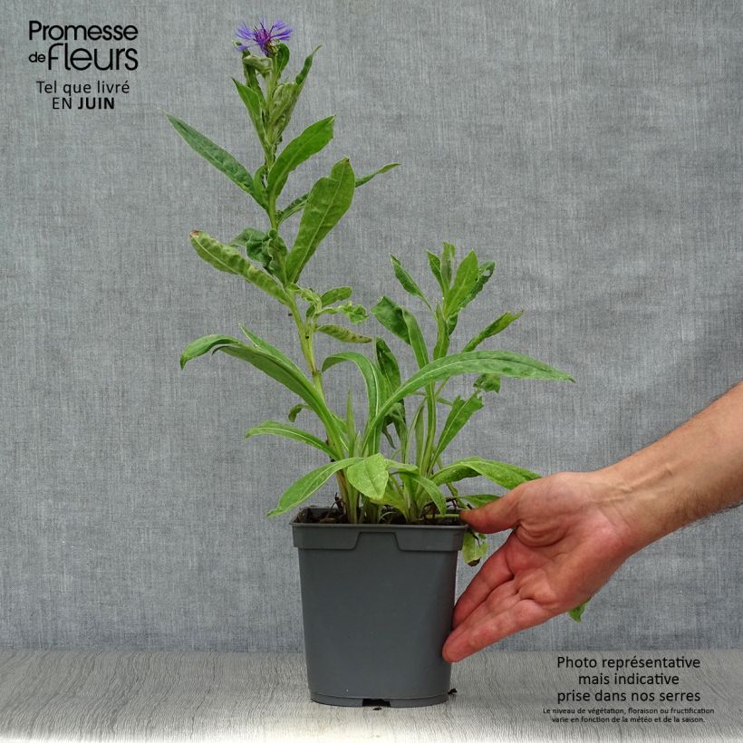 Centaurea montana 2L/3L pot sample as delivered in summer