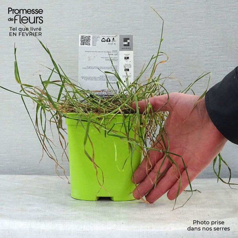 Centaurea montana Amethyst Dream 2L/3L pot sample as delivered in winter