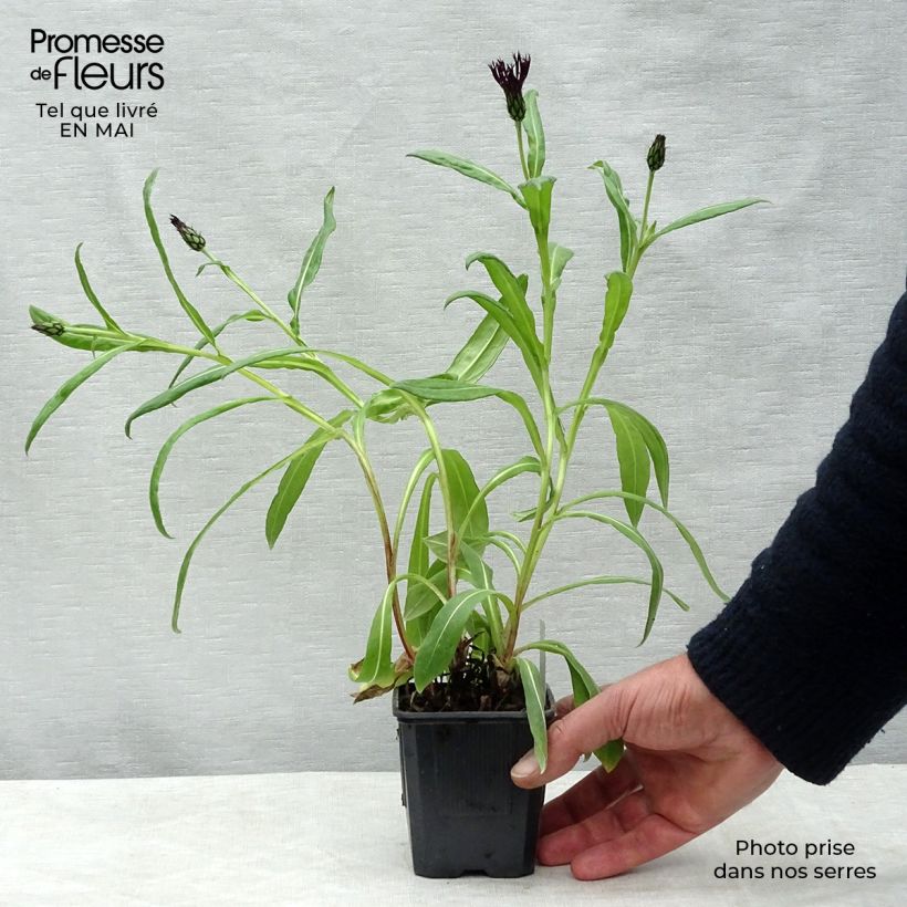 Centaurea montana Black Sprite sample as delivered in spring