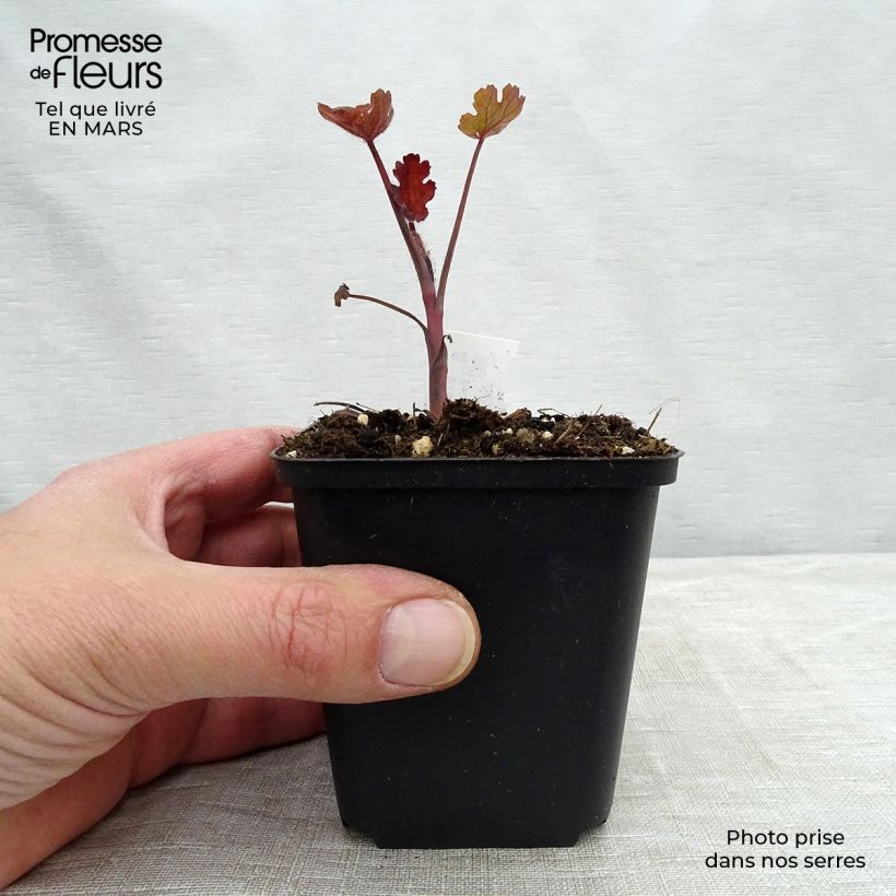 Macleaya microcarpa Spetchley Ruby 8/9 cm pot sample as delivered in spring