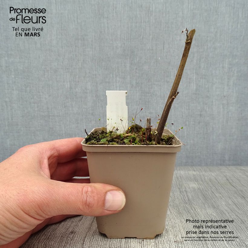 Boehmeria cylindrica - False Nettle 8/9 cm pot sample as delivered in winter