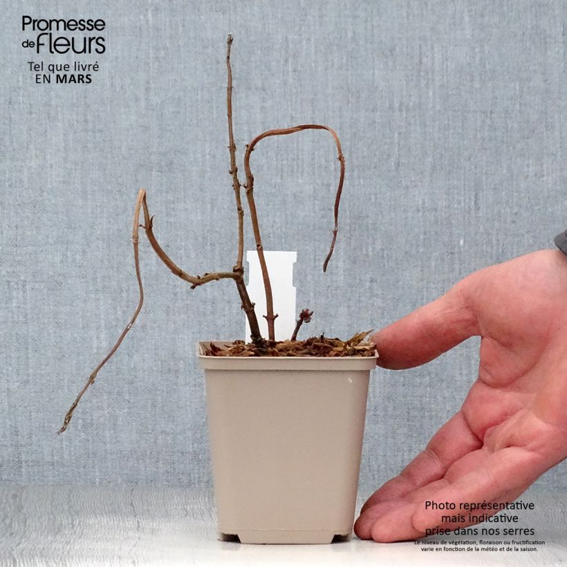 Boehmeria platanifolia - False Nettle sample as delivered in spring