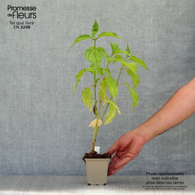 Boehmeria sieboldiana - False Nettle 8/9 cm pot sample as delivered in summer