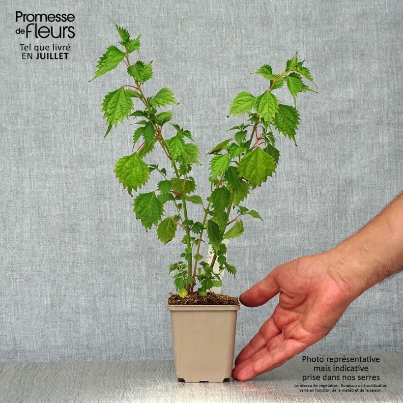 Boehmeria spicata - False Nettle 8/9 cm pot sample as delivered in summer