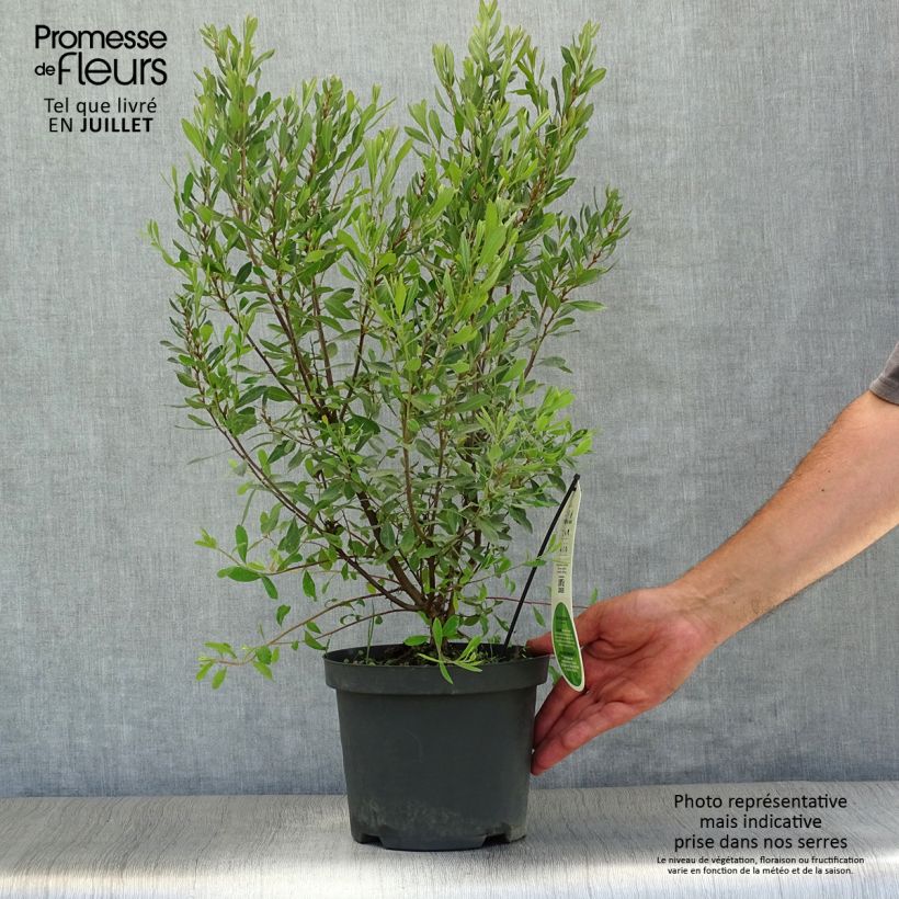 Myrica gale 2L/3L pot sample as delivered in summer