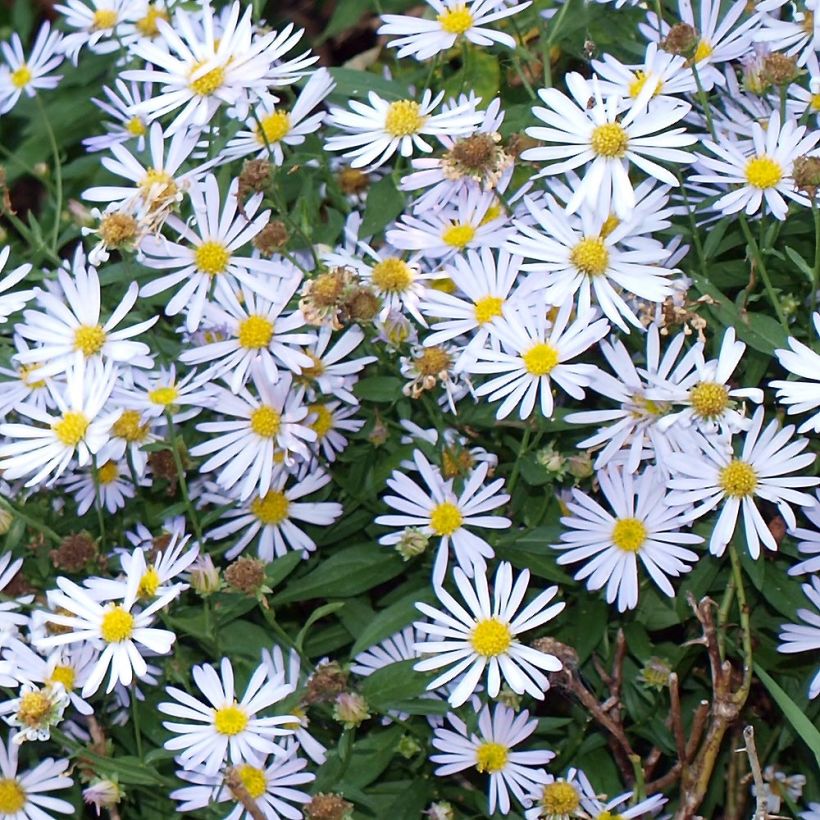 Boltonia asteroides Latisquama (Flowering)