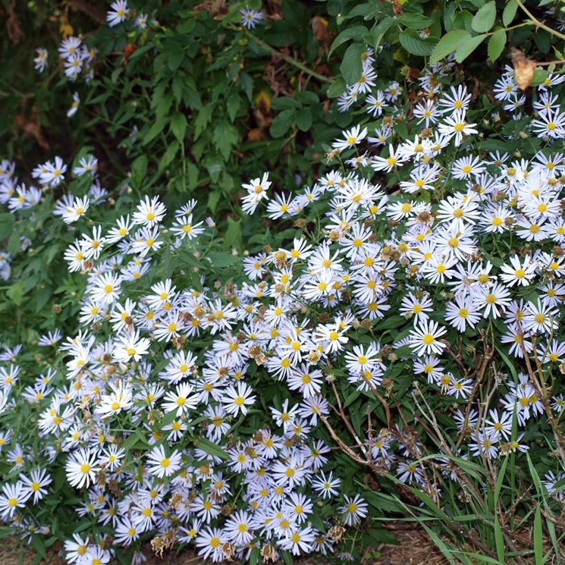 Boltonia asteroides Latisquama (Plant habit)