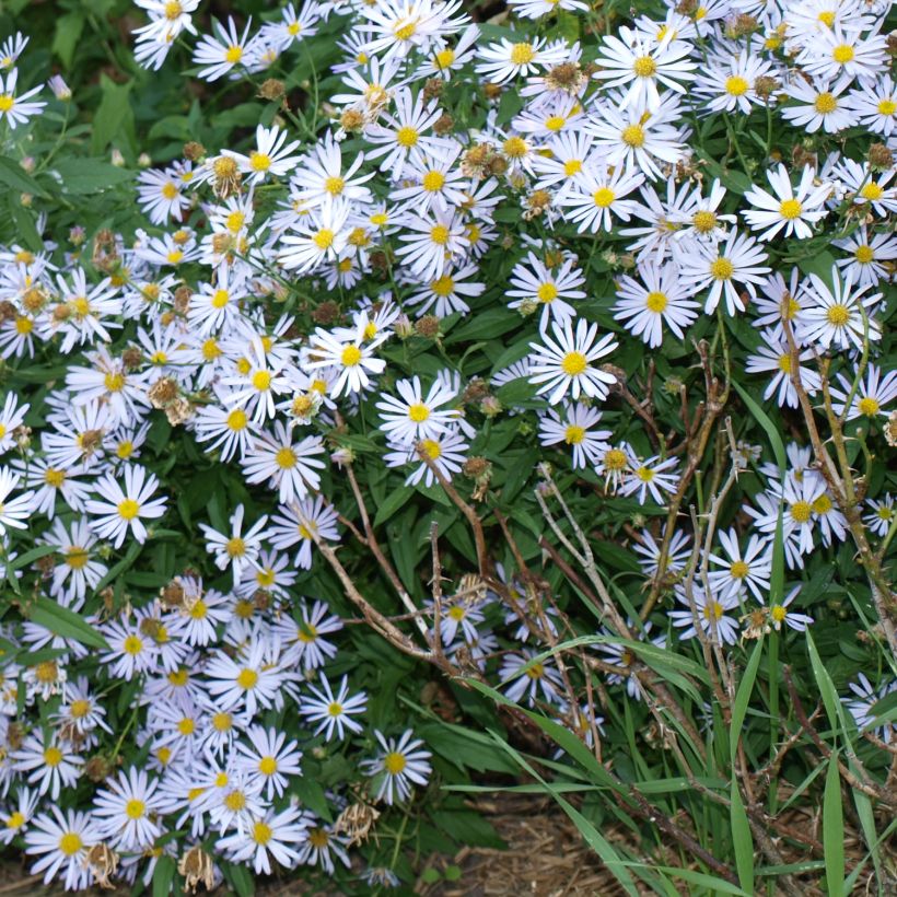 Boltonia asteroides Snowbank (Plant habit)