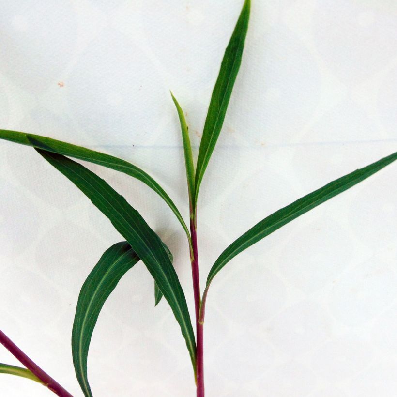 Boltonia asteroides Snowbank (Foliage)