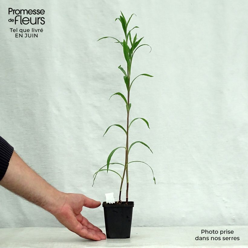 Boltonia asteroides Snowbank 8/9 cm pot sample as delivered in summer