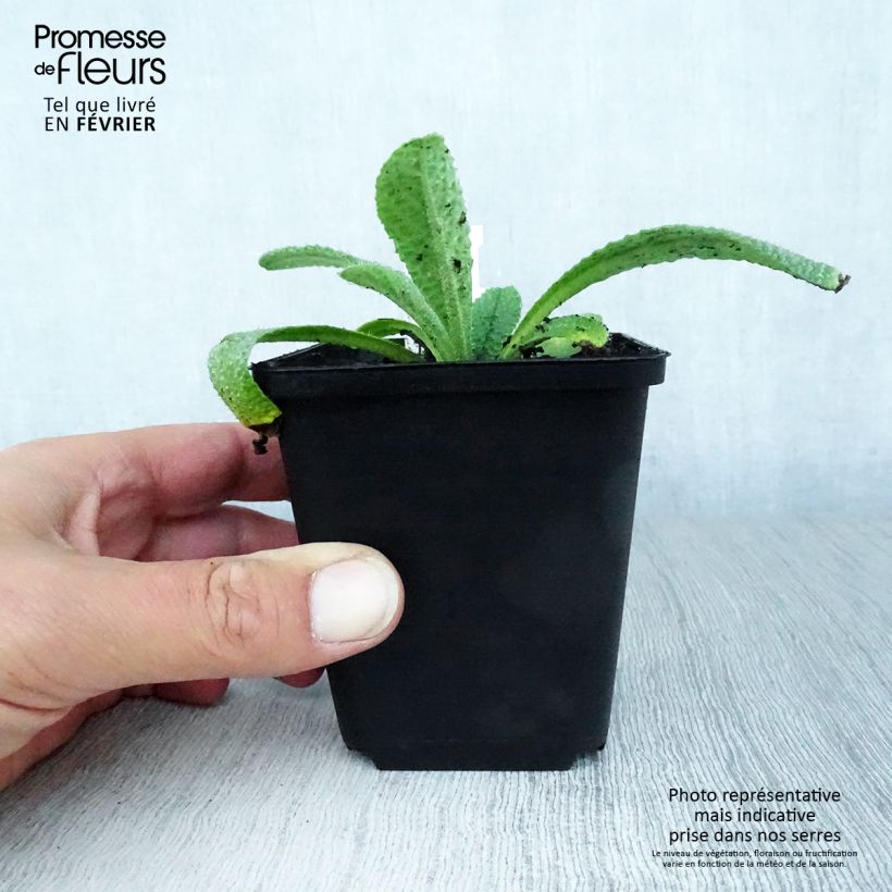 Borago pygmaea 8/9 cm pot sample as delivered in autumn