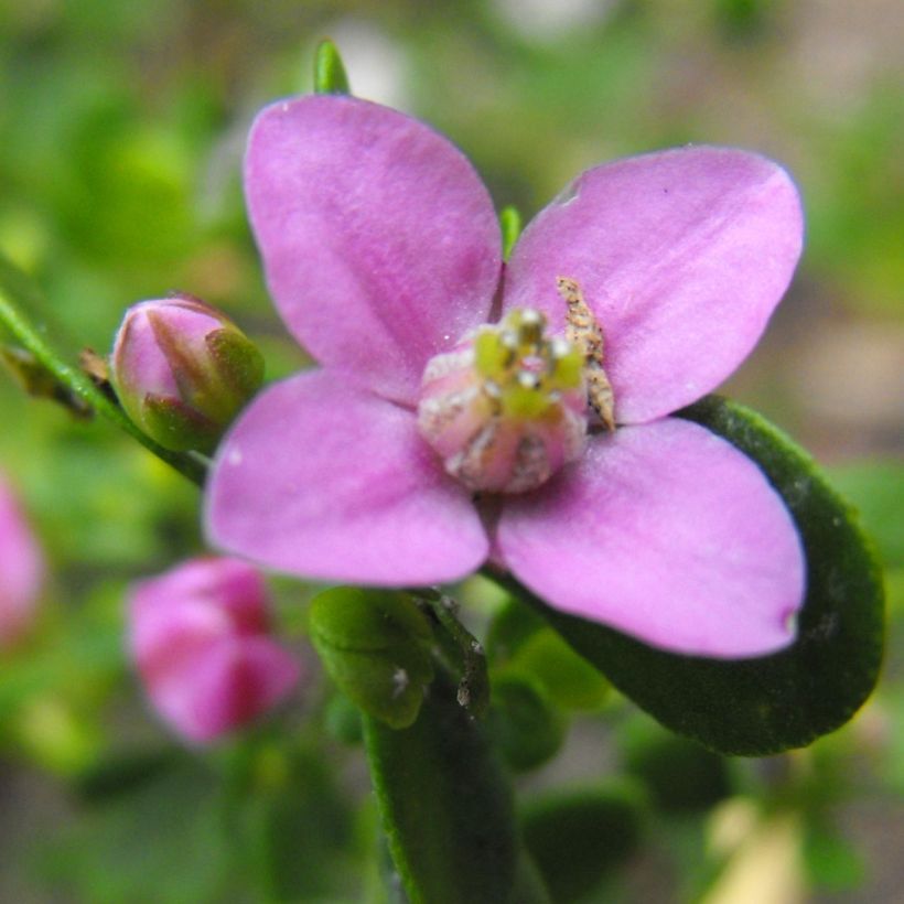 Boronia crenulata Shark Bay (Flowering)