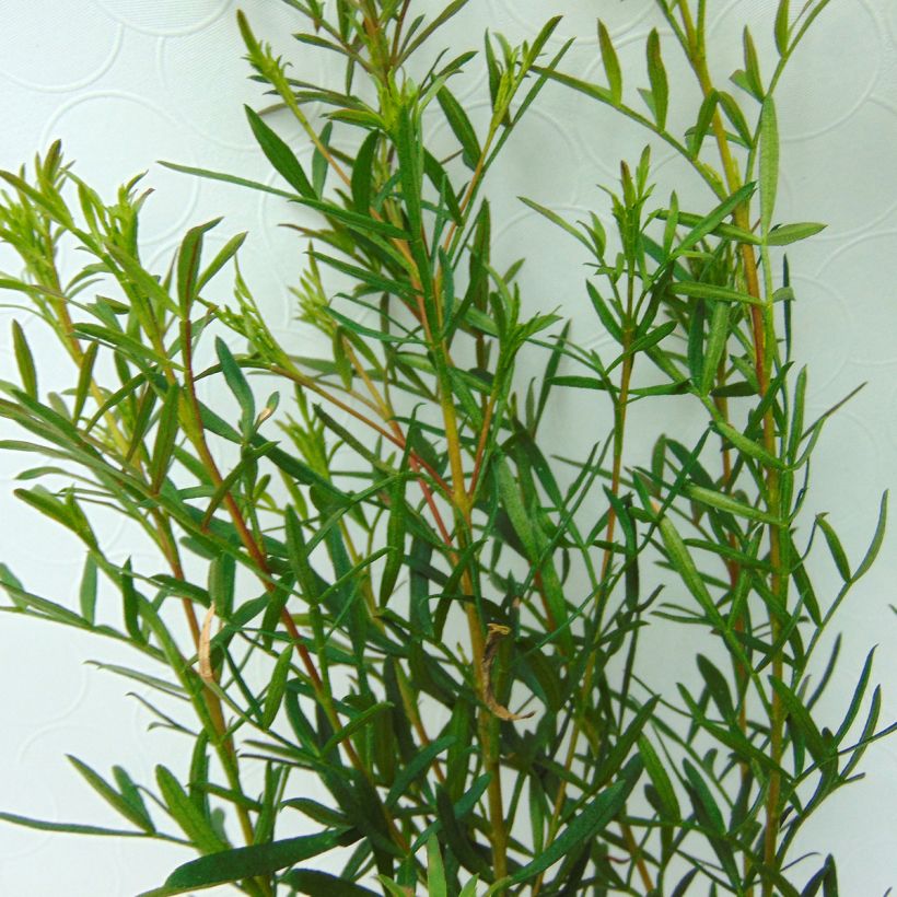Boronia heterophylla (Foliage)