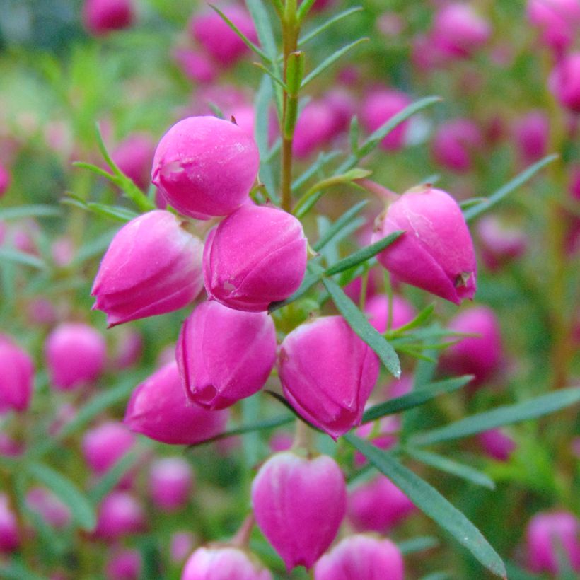 Boronia heterophylla (Flowering)