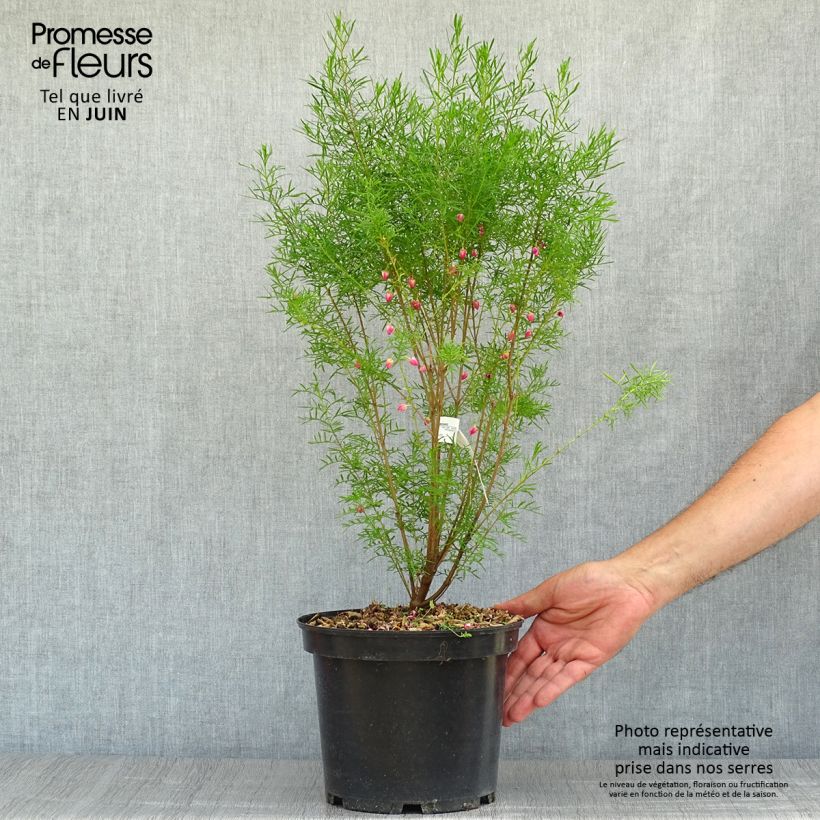Boronia heterophylla 3L/4L pot sample as delivered in summer