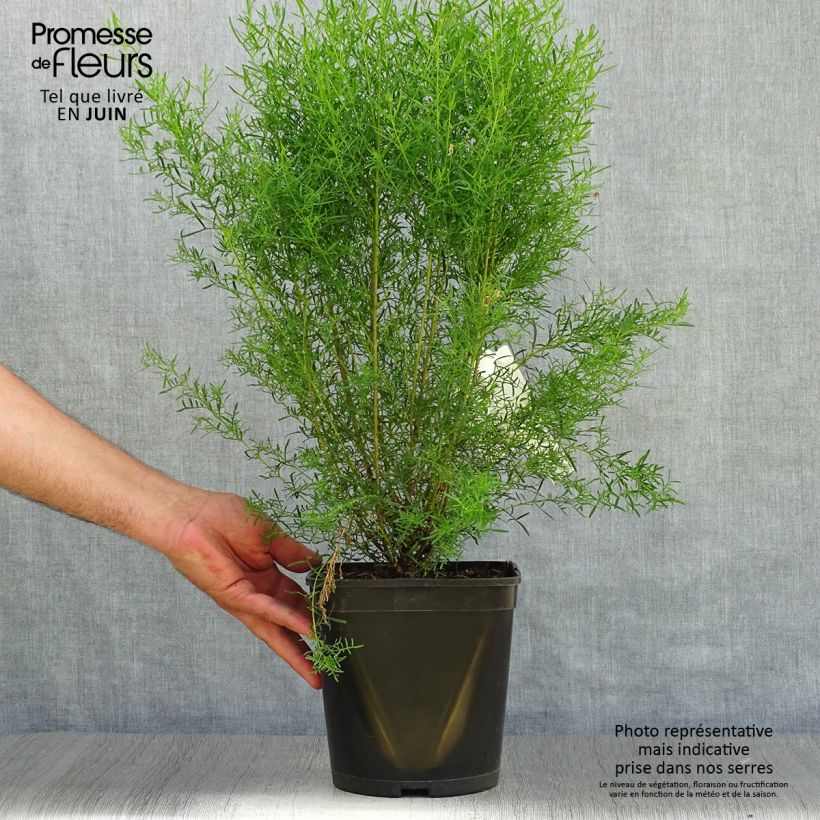 Boronia heterophylla Ice Charlotte 4L/5L pot sample as delivered in summer