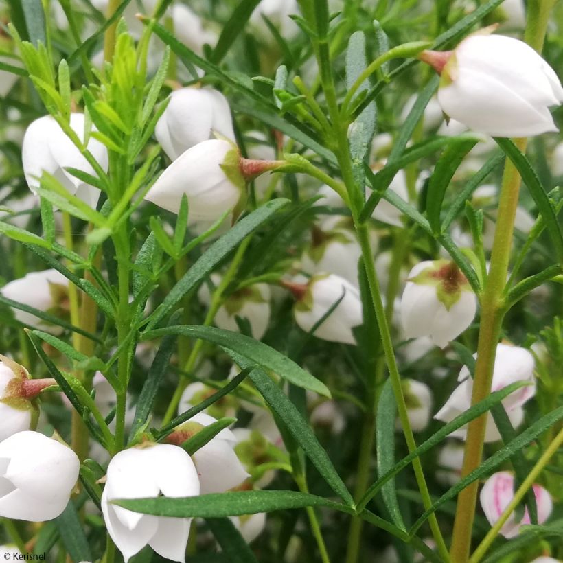 Boronia heterophylla Ice Charlotte (Foliage)