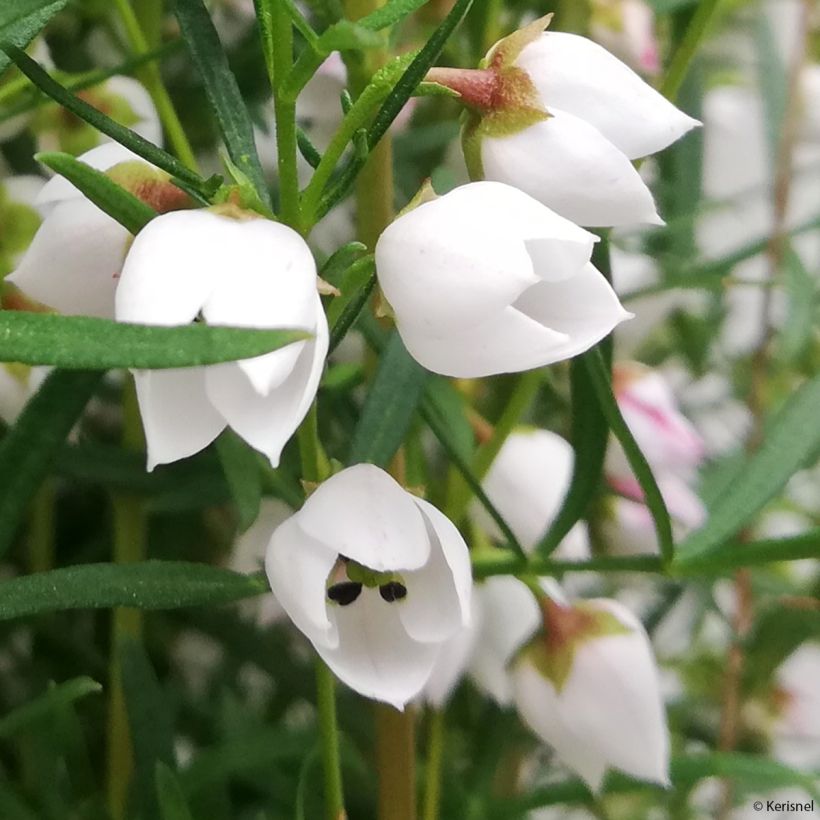 Boronia heterophylla Ice Charlotte (Flowering)