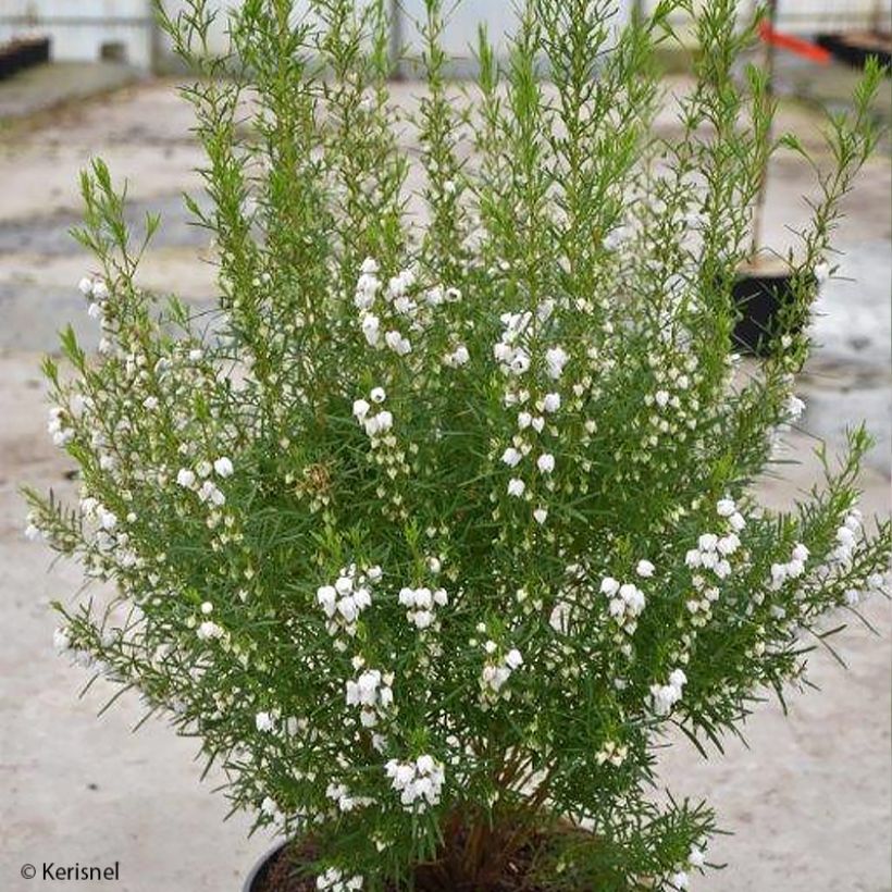 Boronia heterophylla Ice Charlotte (Plant habit)