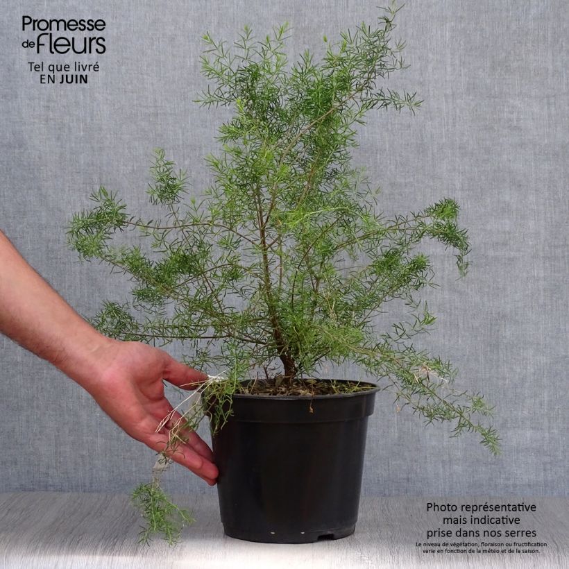 Boronia megastigma Tui 4L/5L pot sample as delivered in summer