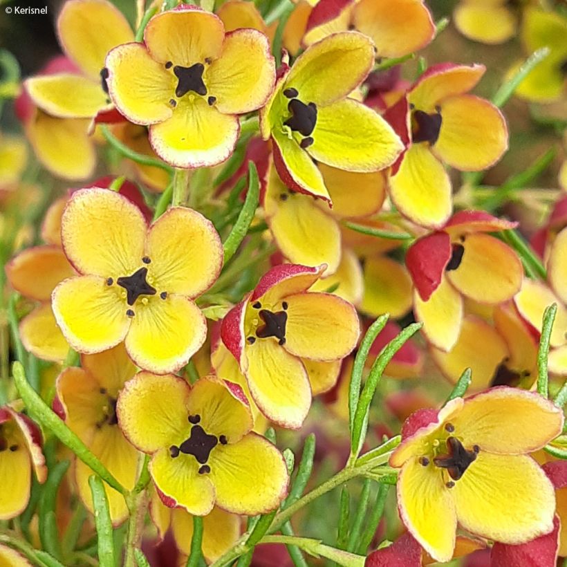 Boronia megastigma Tui (Flowering)