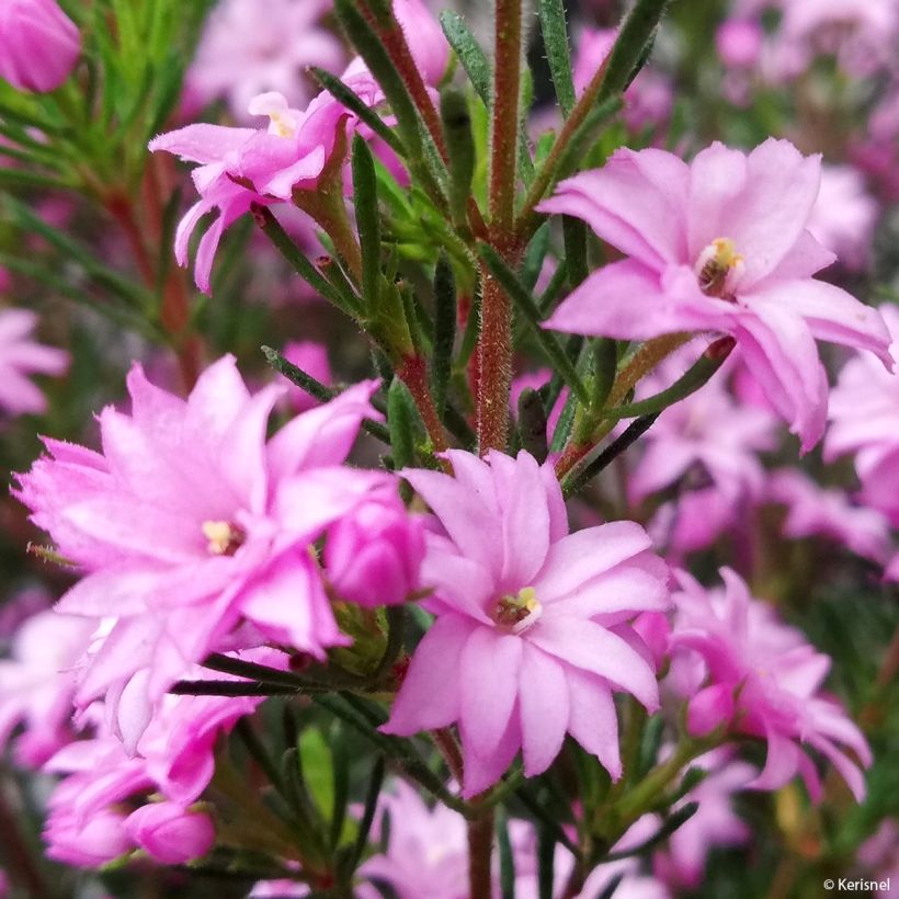 Boronia pilosa Rose Blossom (Flowering)