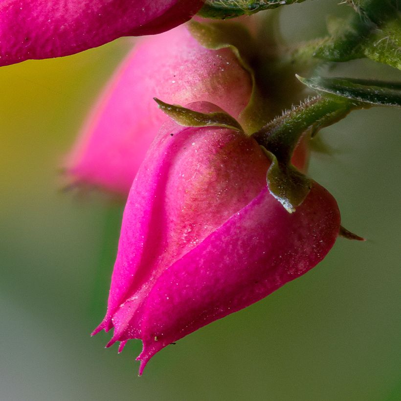 Boronia Carousel (Flowering)