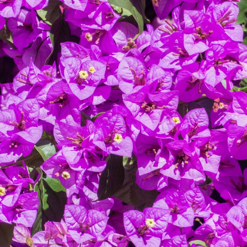 Bougainvillea spectabilis x glabra Violet de Mèze (Flowering)