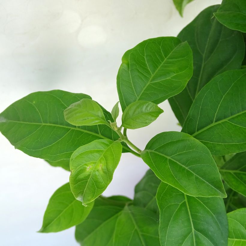 Bougainvillea spectabilis White Pink (Foliage)