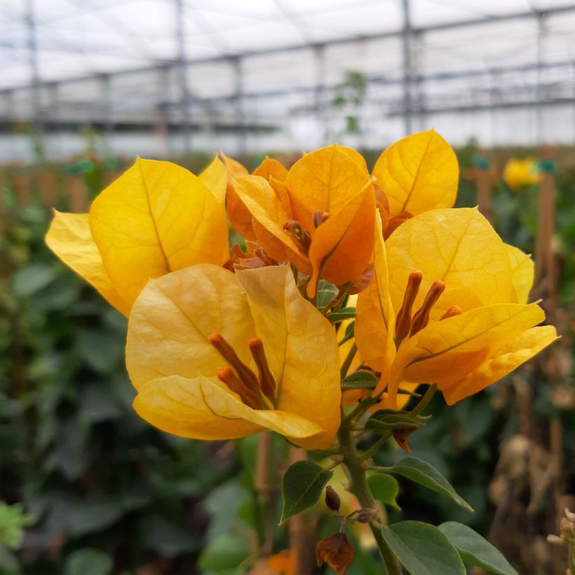 Bougainvillea spectabilis Yellow (Flowering)