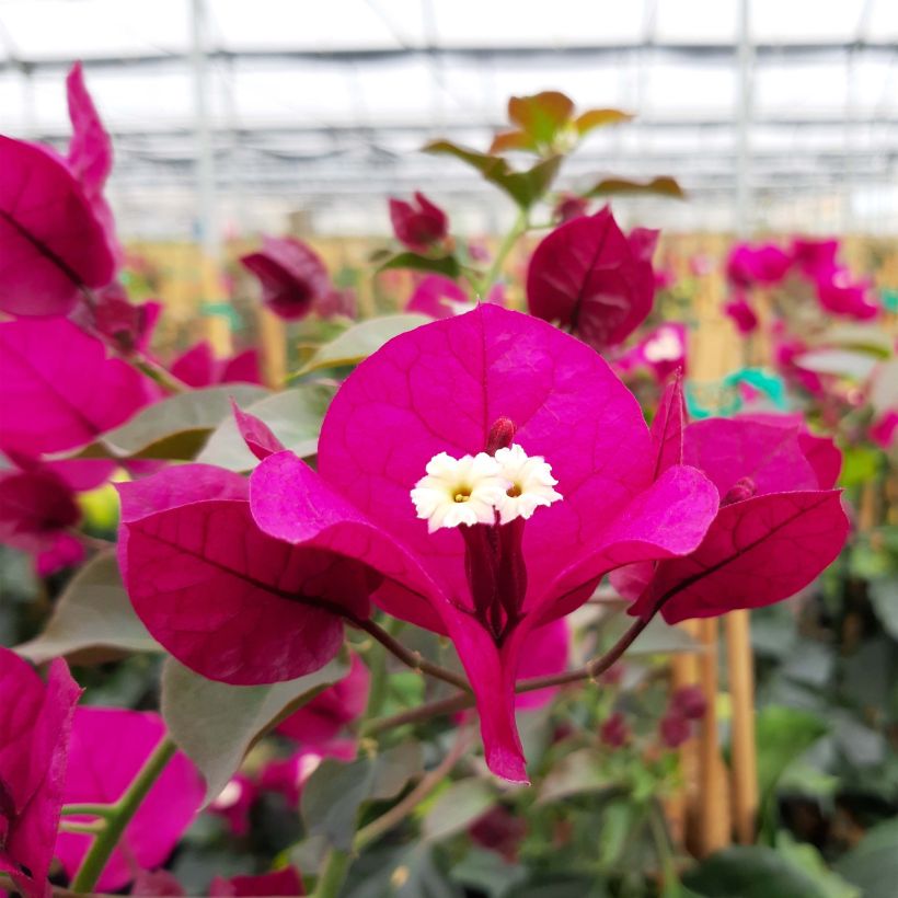 Bougainvillea spectabilis Deep Red (Flowering)